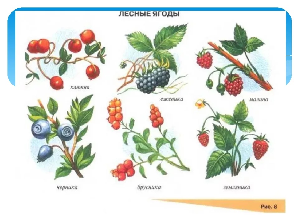 Название лесных ягод с картинками съедобные